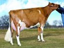 De-Red-Polled PX Lawnie-Red