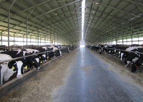 O fermă de vaci de elită